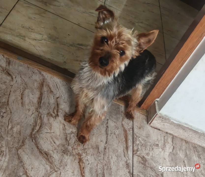 Yorkshire Terrier Jasło