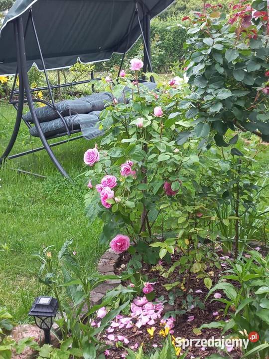 Dzialka ROD Bernatówka64 Dys