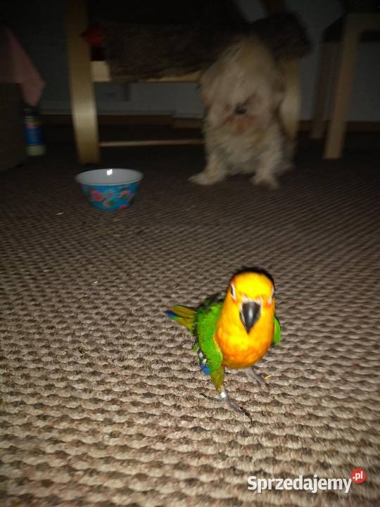 Sprzedam papugę