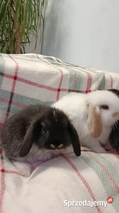 Króliczki mini lop domowa hodowla Pozostałe wielkopolskie Lipka sprzedam