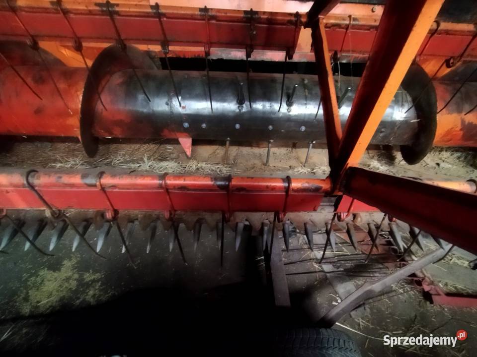 Cheder do Bizona Goszczanów