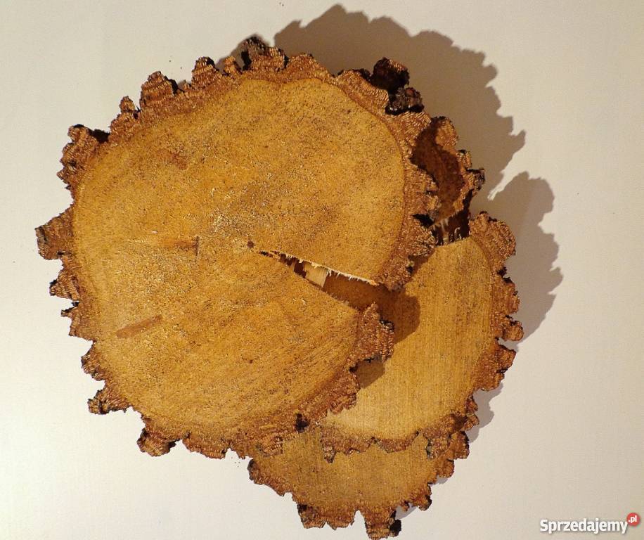 Okazja plastry drewniane brzoza 1824 Szlifowane odcienie brązowego Rybnik