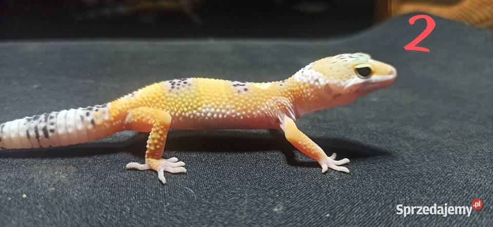 eublefary lamparcie młode małopolskie Kraków sprzedam