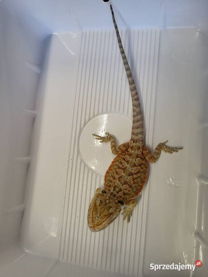 Agama Brodata Red Sklep Zoologiczny Katowice sprzedam
