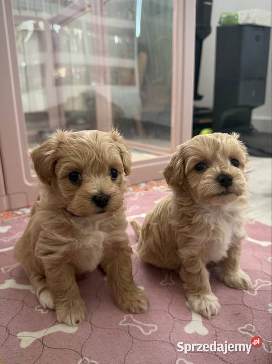 Maltipoo malutka dziewczynka małopolskie