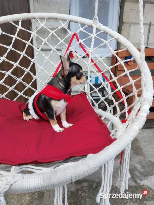 Śliczny piesek chihuahua Płońsk