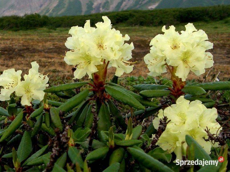 Różanecznik Goldkrone Rhododendron Goldkrone C5