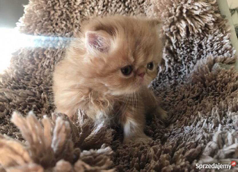 pers persy perskie Opole