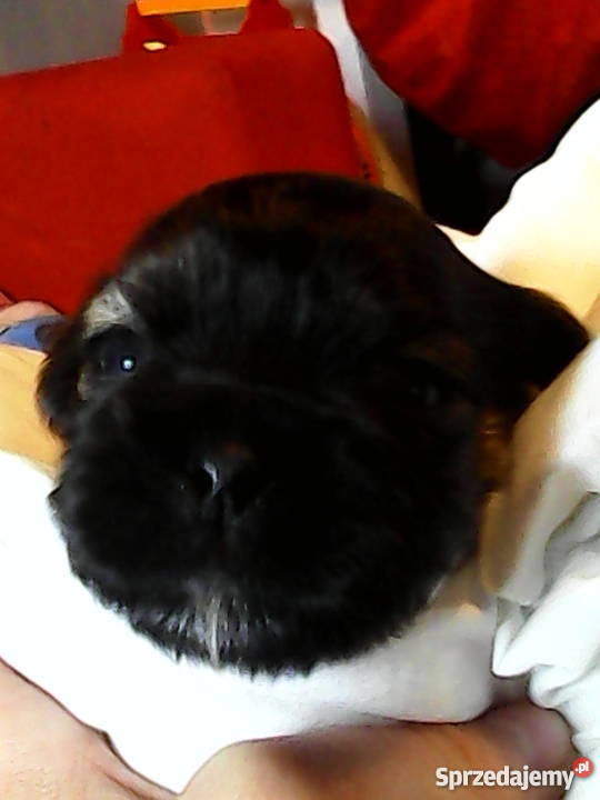 Szczeniaki shih tzu Stargard Szczeciński