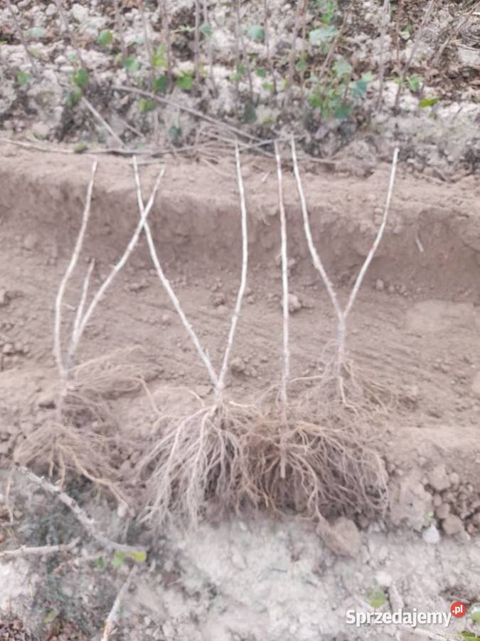 Porzeczka czarna czerwona Puławy