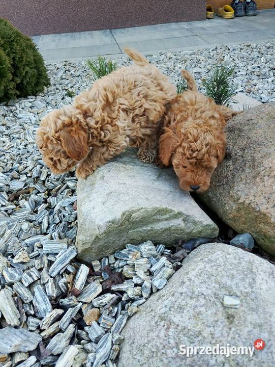 Cudowne Pudle Toy Red Zwierzęta sprzedam