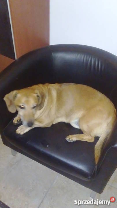 Domowy hotel psów małe rasy bez klatek Usługi Luzino