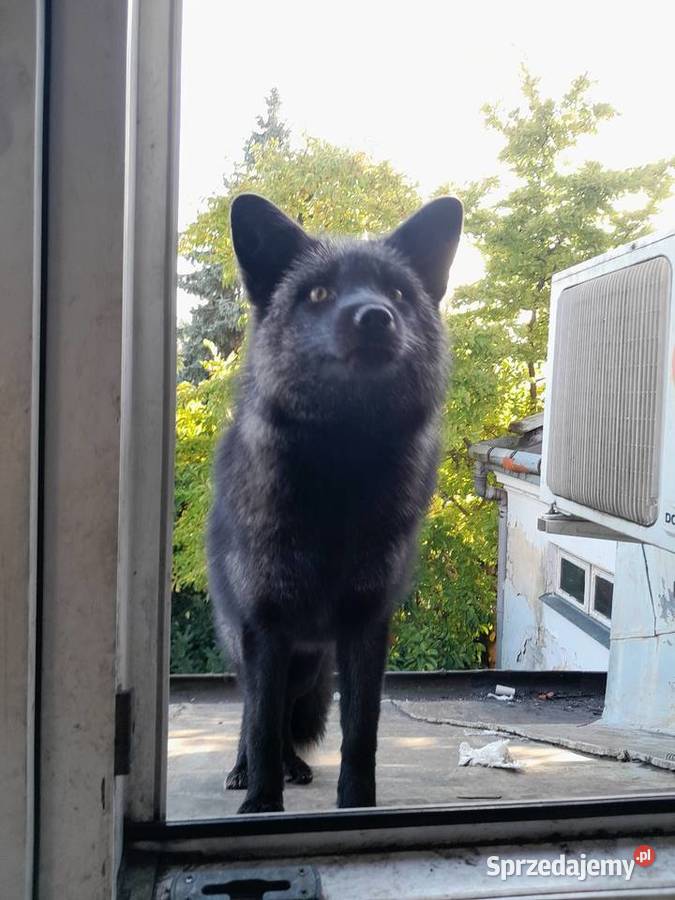 Lis europejski Nisko