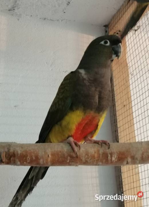 Patagonki 2020 para Sulbiny