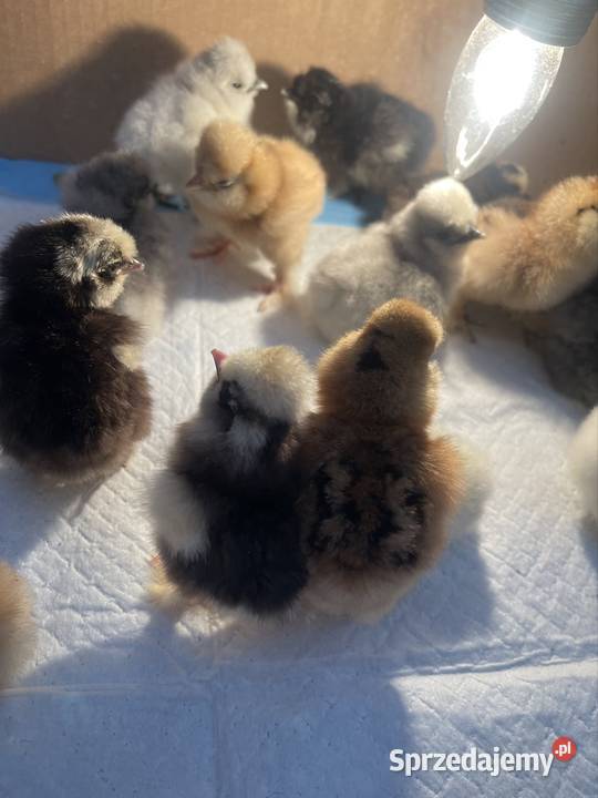 Pisklęta Kury Koguty Silki jedwabiste Mottled