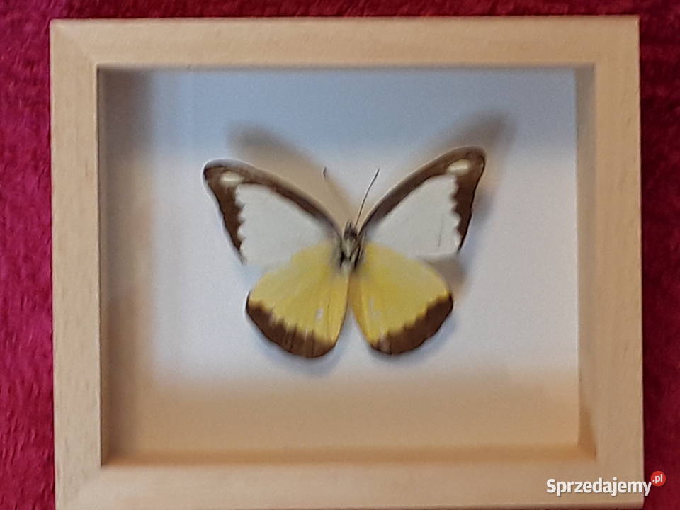 Motyl w ramce 12x10 Apias lyncida 60 mm Chiny zachodniopomorskie Szczecin