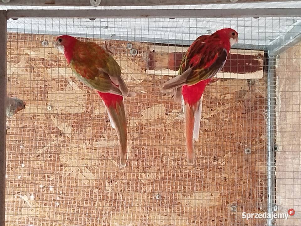 Rozelle białolice 2025 r Brzeziny