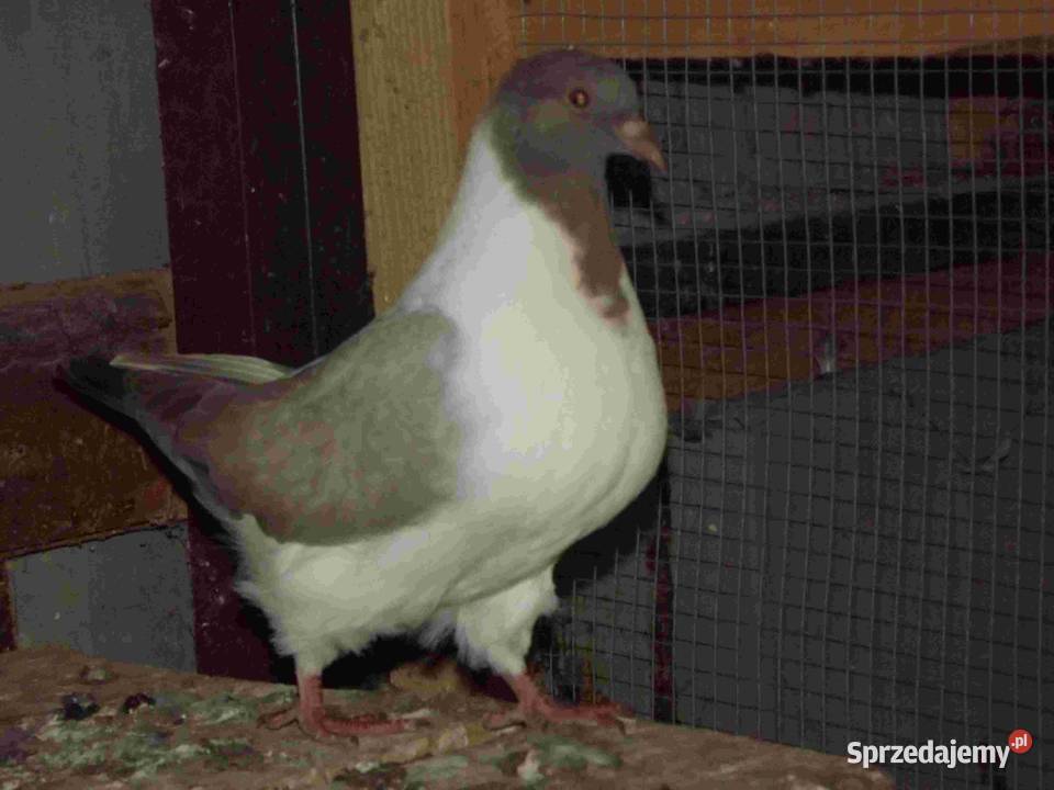 sprzedam gołębie Podborze
