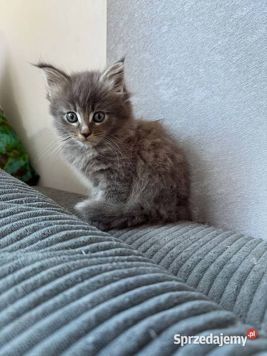 Maine Coon kocięta Starogard Gdański