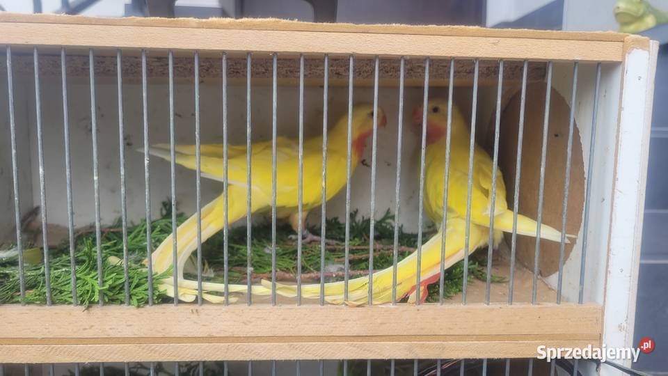 Papugi księżniczki walli lutino Wieliczka