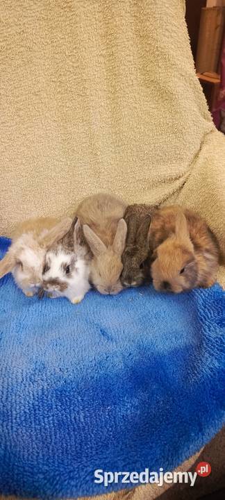 Królik miniaturka baranek i inne Jastrzębie-Zdrój