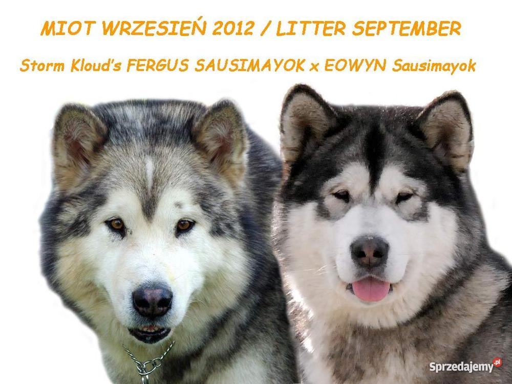 Alaskan Malamute Rodowodowe szczenieta Lubin