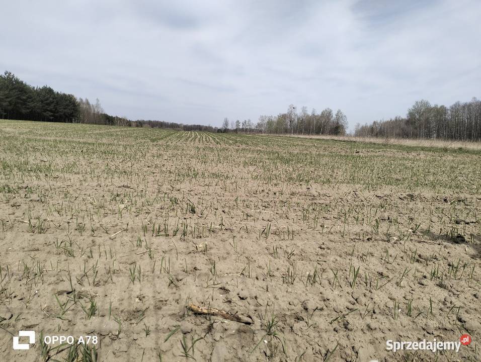 Sprzedam siewnik zbożowy talerzowy 3m agro masz Skaryszew sprzedam