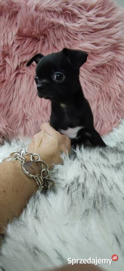 Gotowy Do Odbioru Czarny Piękny Chłopczyk Ciszkowo