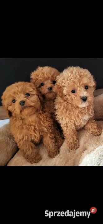 Piękne suczki maltipoo świętokrzyskie sprzedam