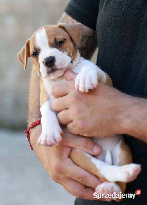 American Staffordshire Terrier szczenięta Wapienne