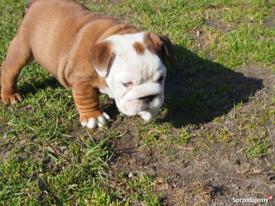 Buldog Angielski suczka Skierniewice
