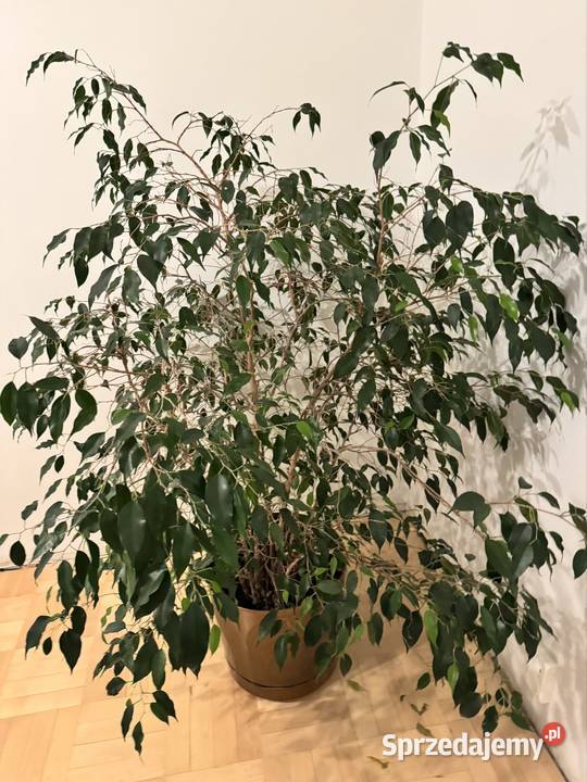 Beniamin Fikus wysokość 130 z donicą ozdobną Częstochowa