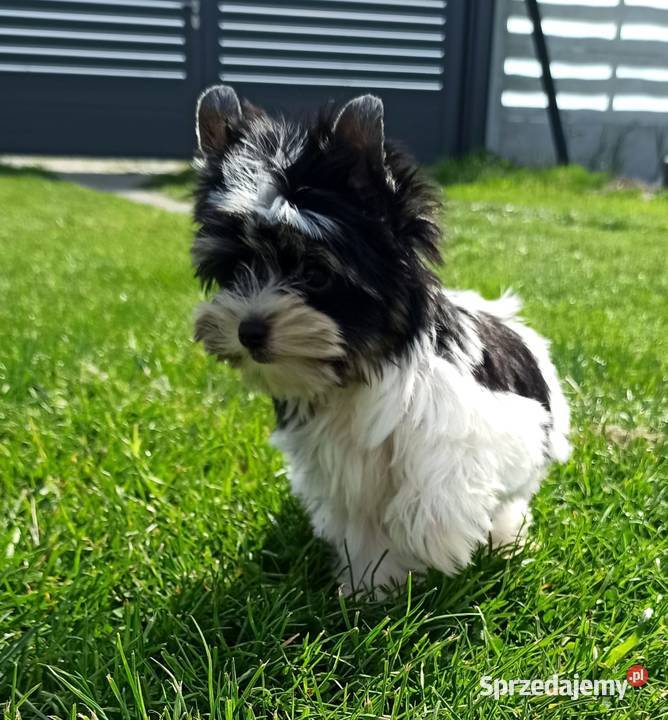 York Biewer Piękny malutki królewicz Rodowodowy Wrocław