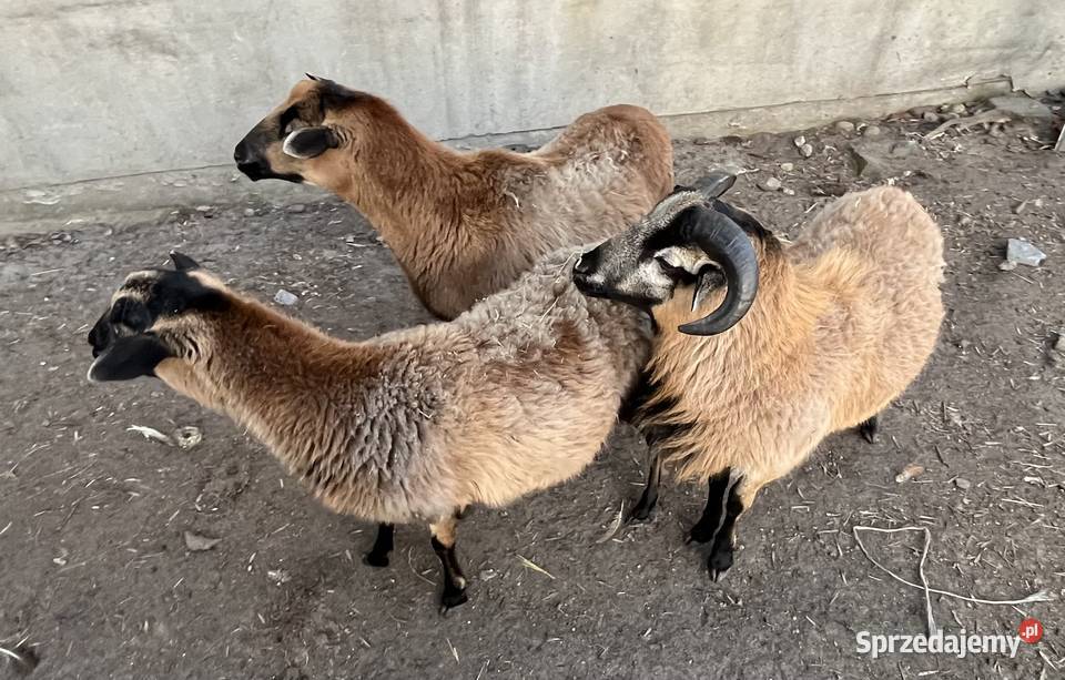 Owce kameruńskie owca kameruńska baran łódzkie Poddębice