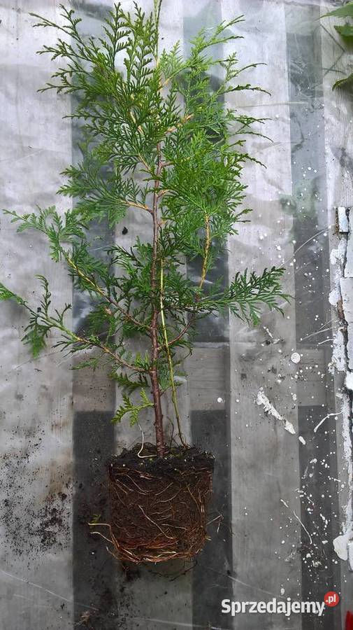 Żywotnik Brabant Najtaniej Iglaste mazowieckie Mszczonów