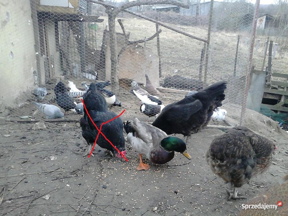 silk feniks aracuana minor skrzynka do wysyłki