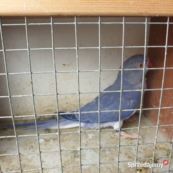 Aleksandretta obrożna g o Wrocław