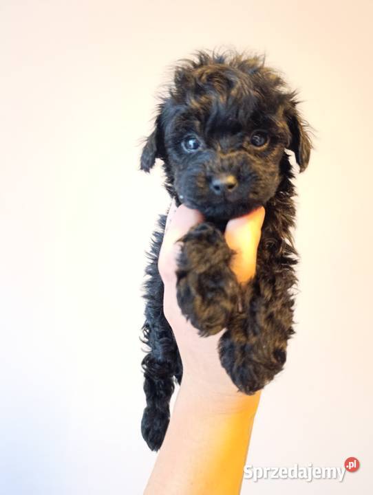 Maltipoo szczeniaki opolskie