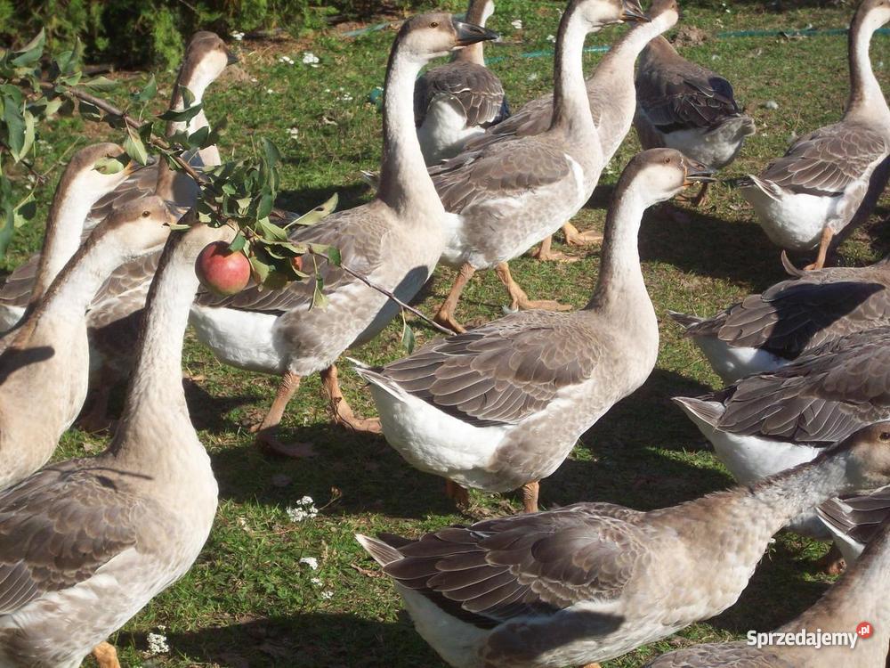 Gęsi kubańskie Kalisz