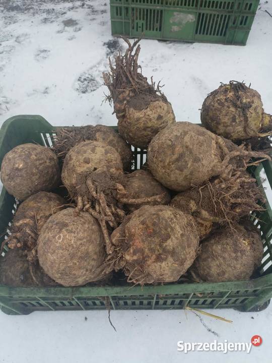 Seler brudny łódzkie