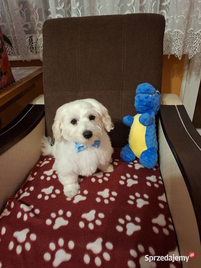 RODOWÓD UROCZY MALTAŃCZYK Gniezno