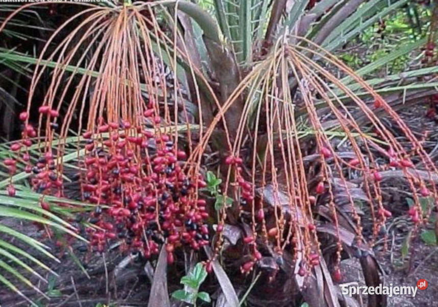 PALMA DAKTYLOWA KLIFOWA Phoenix Rupicola NASIONA Lubanie sprzedam