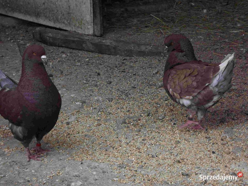 sprzedam gołebie Podborze