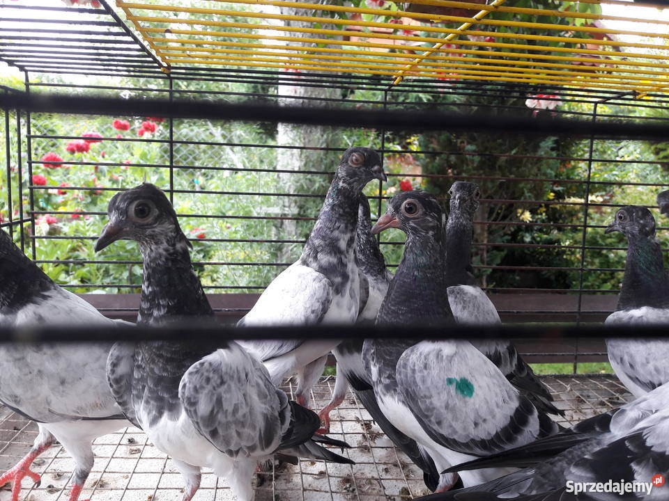 Gołębie deresze podlaskie Białystok