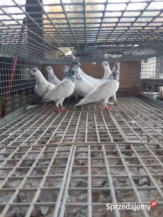 Budapeszty Sportowe pomorskie Laski sprzedam