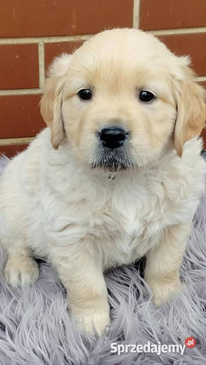 Golden Retriever Ciechowice