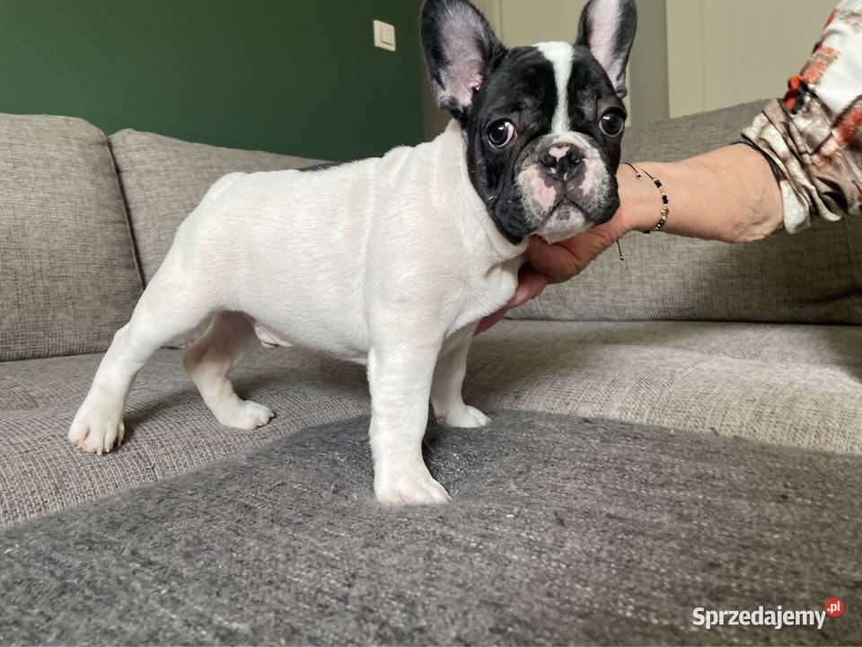 Buldog francuski szczenięta FCI mazowieckie