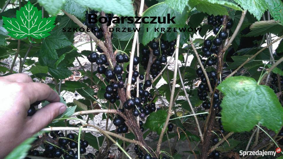 Sadzonki porzeczki czarnej TIHOPE licencja Stary Pożóg