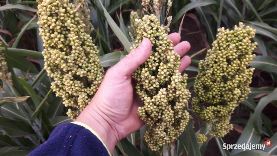Sorgo czerwone ziarno Głogów