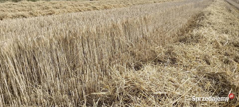 Sprzedam Pszenżyto Rawa Mazowiecka